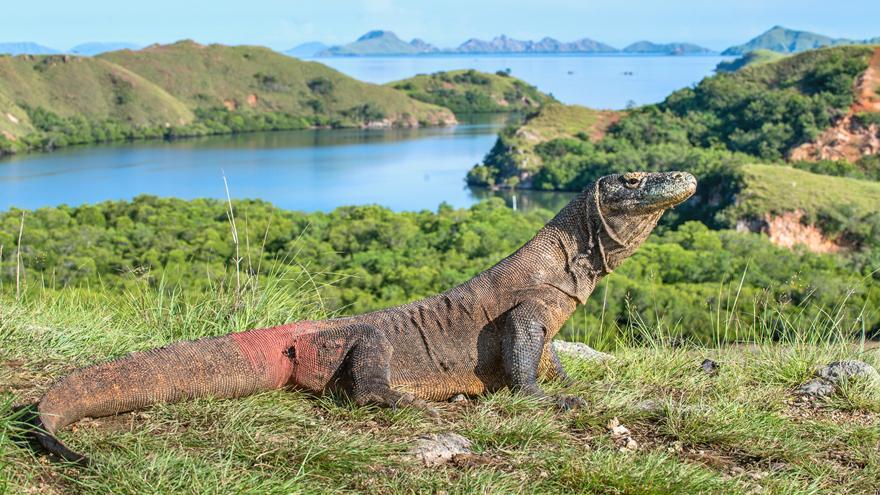 Dragón de Komodo.