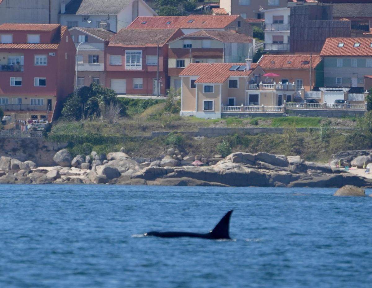 Orcas fotografiadas desde el barco pesquero rehabilitado "Chasula" en aguas de la ría de Arousa. El 20 de agosto de 2023 a la altura de Rúa, Sálvora y la costa de Castiñeiras y Aguiño, en el Concello de Ribeira.
