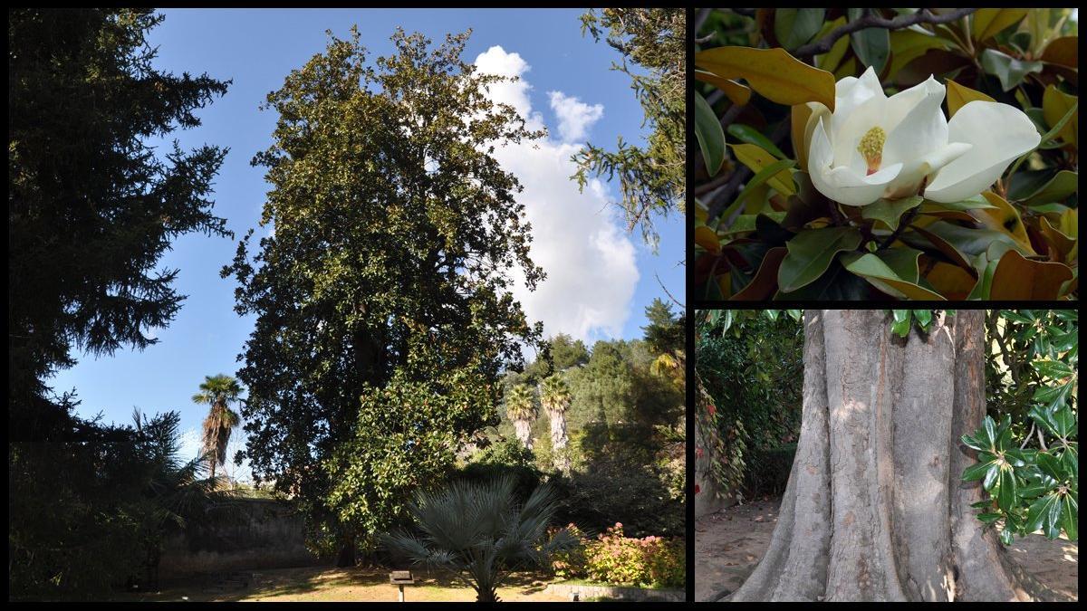 magnolia roquer arbucies