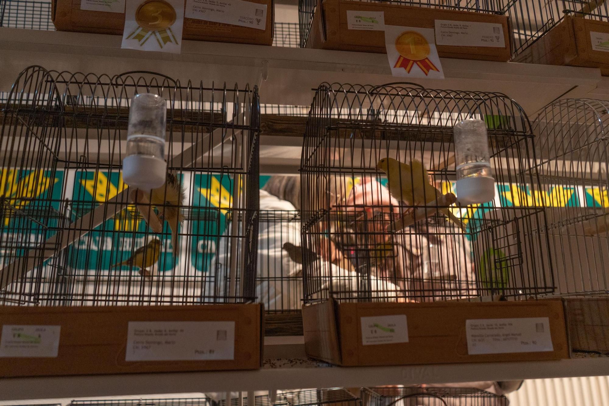 Pajaritos a gogó: más de 500 aves se exhiben en el concurso ornitológico de Zamora