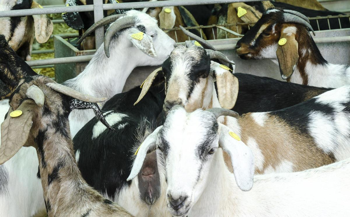Feria de Ganado de Gran Canaria