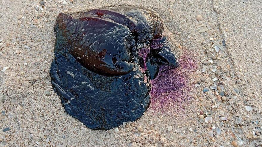 Hallan una liebre marina negra en la playa de Pinedo