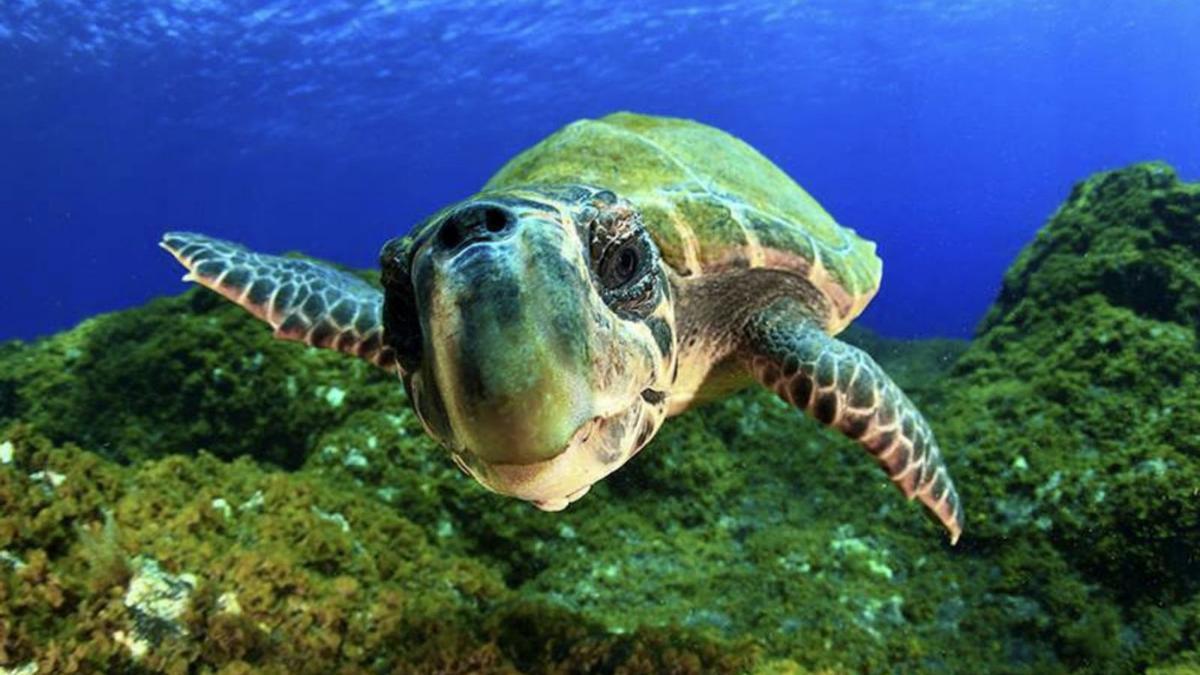 Una tortuga laud en aguas de las islas.