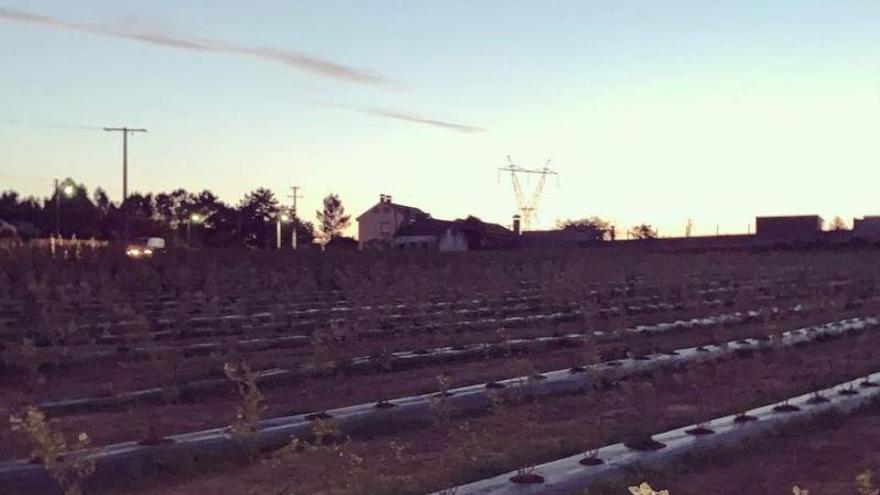 Plantación de Biofruit Galicia en Ancorados.