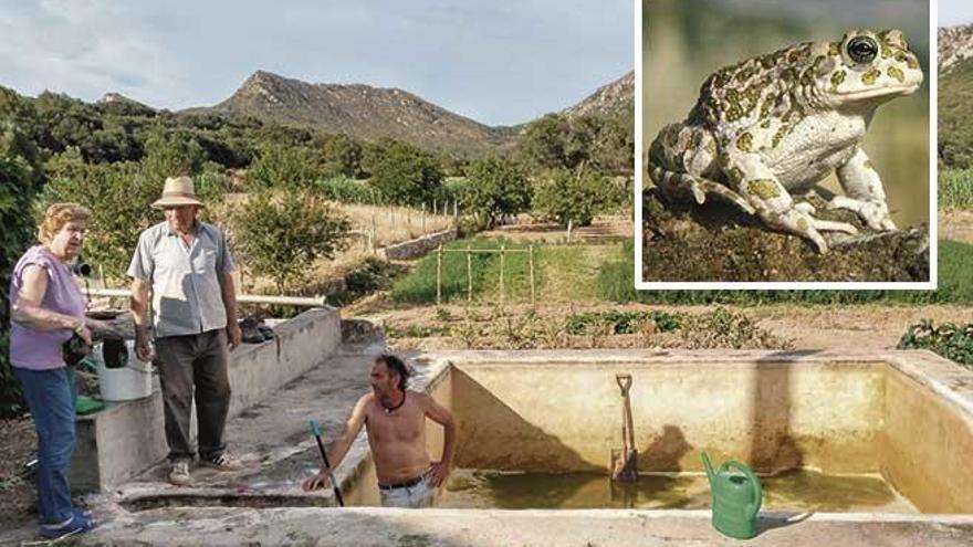 Un momento de los trabajos en la finca de ArtÃ  que han permitido la conservaciÃ³n de los &#039;calÃ pets&#039;.