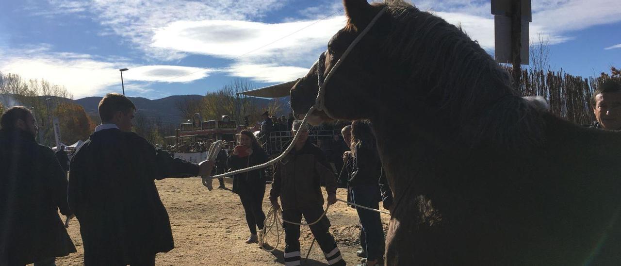 Un criador de cavalls a la Fira de Puigcerdà aquest cap de setmana durant el concurs de la raça cavall pirinenc català | MIQUEL SPA