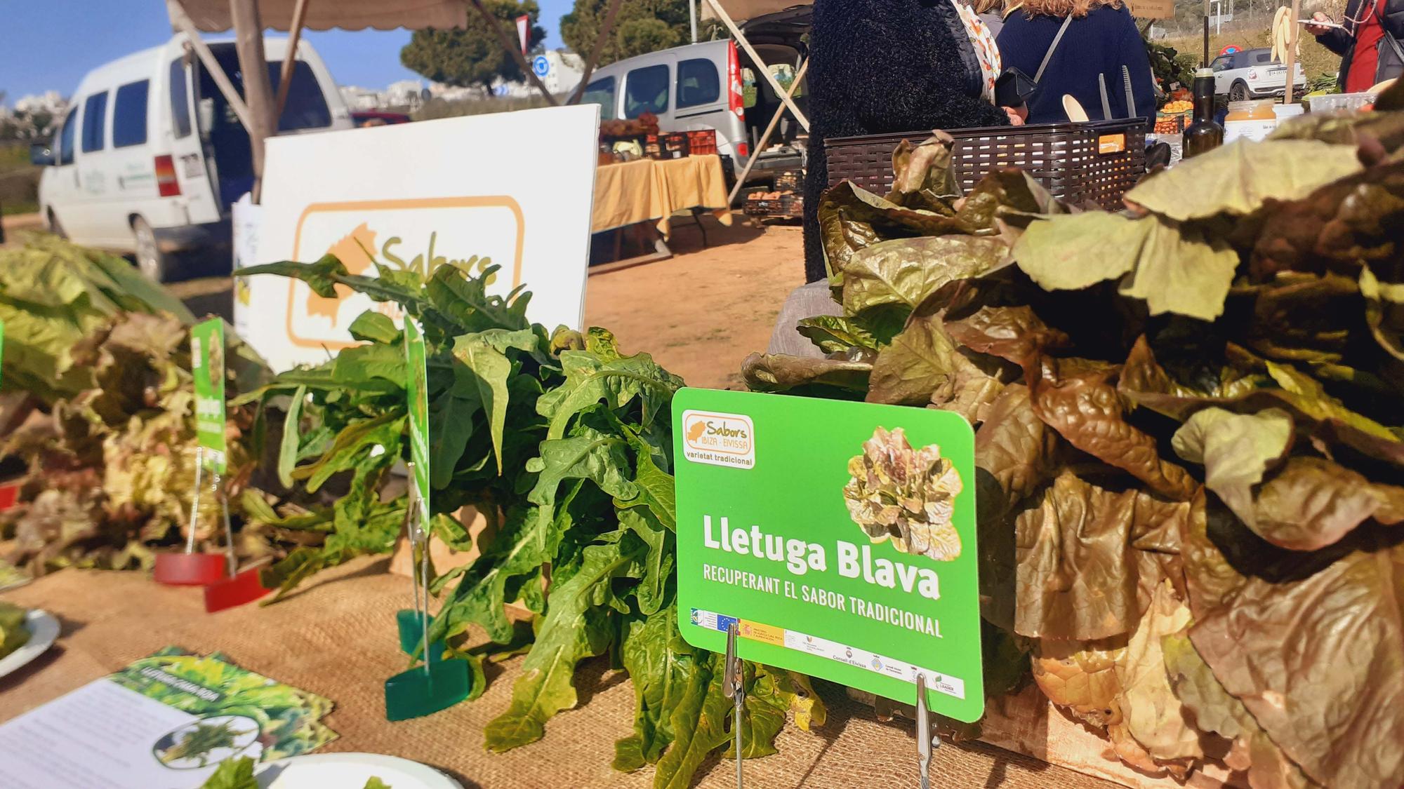 Galería de imágenes de la muestra de variedades de lechugas olvidadas en Ibiza