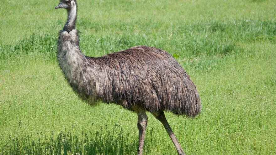 Terra Natura Murcia aumenta su número de especies con la llegada de cuatro emús
