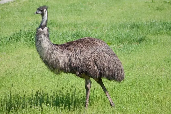 Terra Natura Murcia aumenta su número de especies con la llegada de cuatro emús