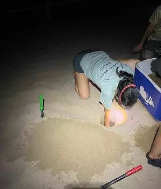 Las imágenes de la puesta de la tortuga Mona en Dénia