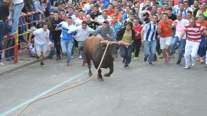 El I Toro de las Peñas, &quot;Lechugazo&quot; en el primer tramo del recorrido.