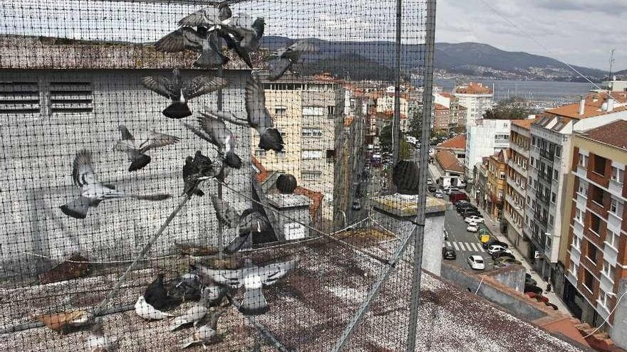 Jaula para palomas en uno de los edificios de Marín donde se realiza el control de aves. // Santos Álvarez