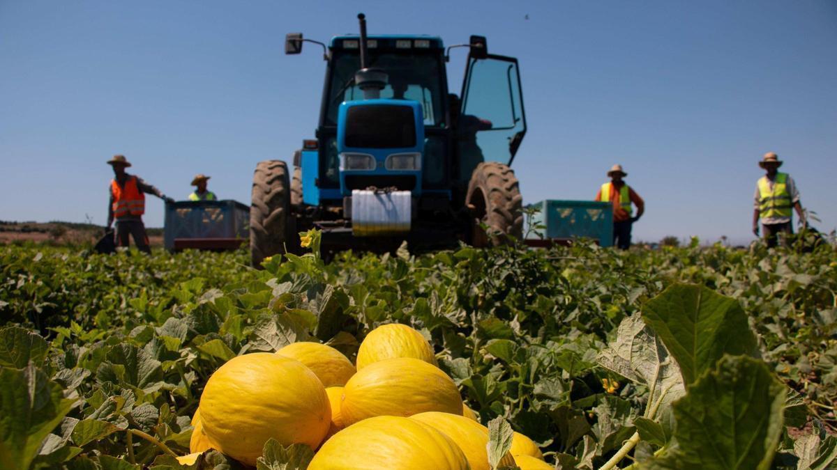 Anecoop integra en su estructura a la firma hortofrutícola ilicitana Marfruit Anecoop integra en su estructura a la firma hortofrutícola ilicitana Marfruit