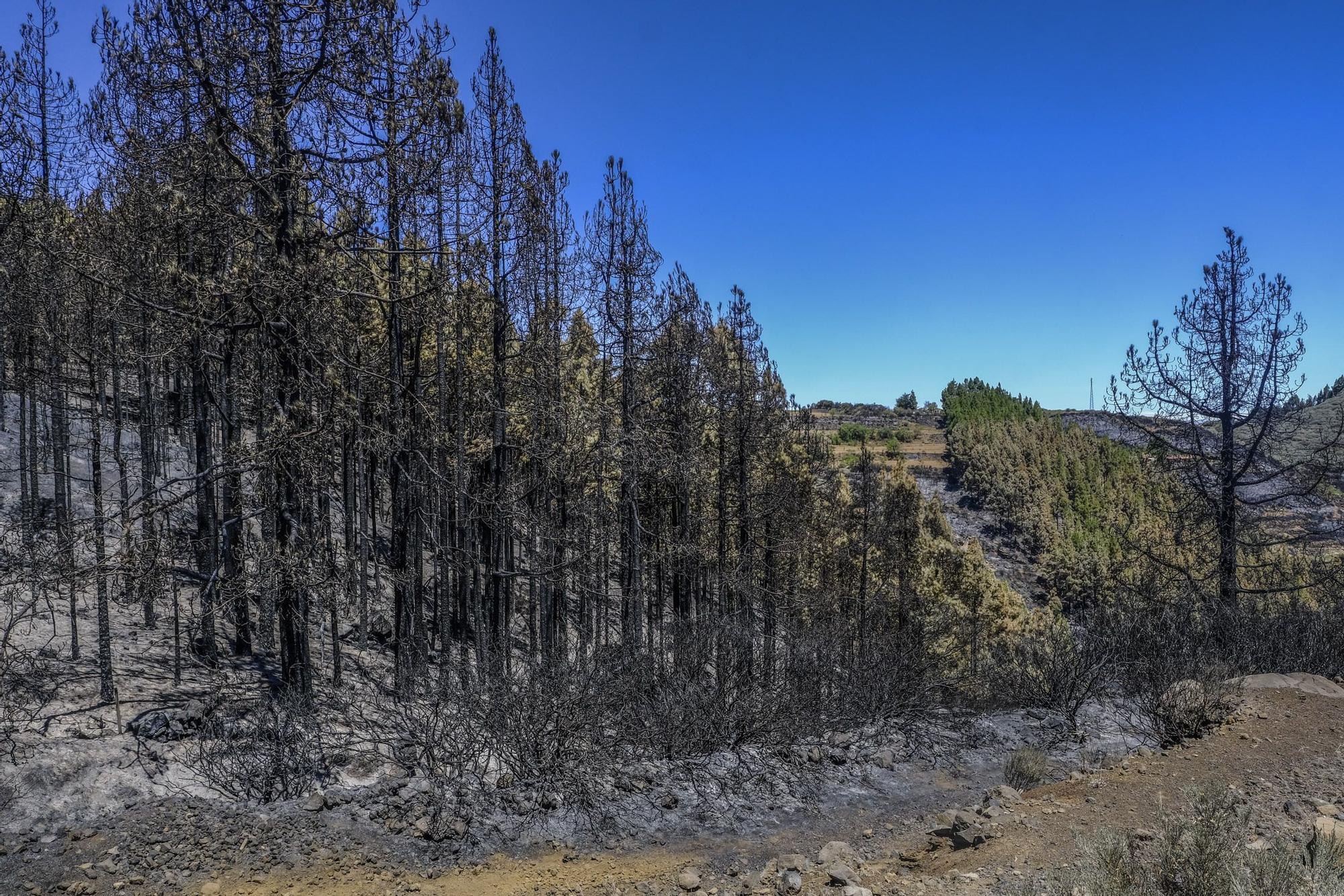 Incendio en la Cumbre de Gran Canaria: después del fuego viene la calma