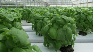 Adiós a los mosquitos: esta es la planta secreta que espanta a los insectos