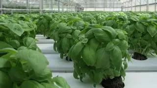 Adiós a los mosquitos: esta es la planta secreta que espanta a los insectos
