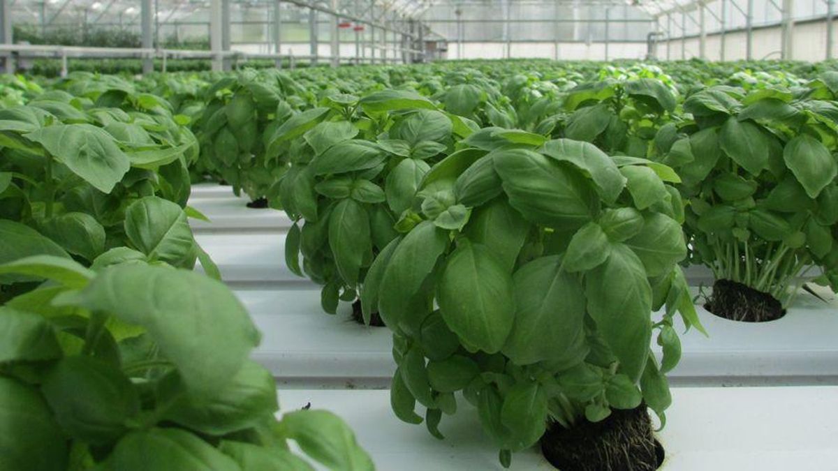 Imagen de archivo de unas plantas de albahaca