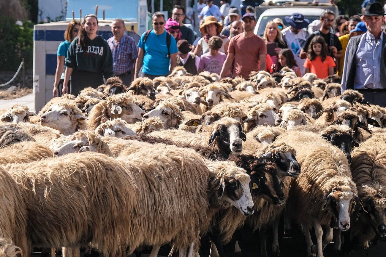 Miles de personas eligen Caideros y la Fiesta de la Lana para celebrar el Día de Canarias