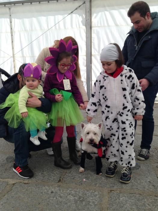 Carnaval en Toro: Concurso de mascotas