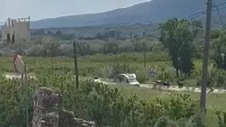 Se escapan ocho vacas bravas y una mansa en un pueblo de Castellón: "Los clientes han entrado rápido asustados"