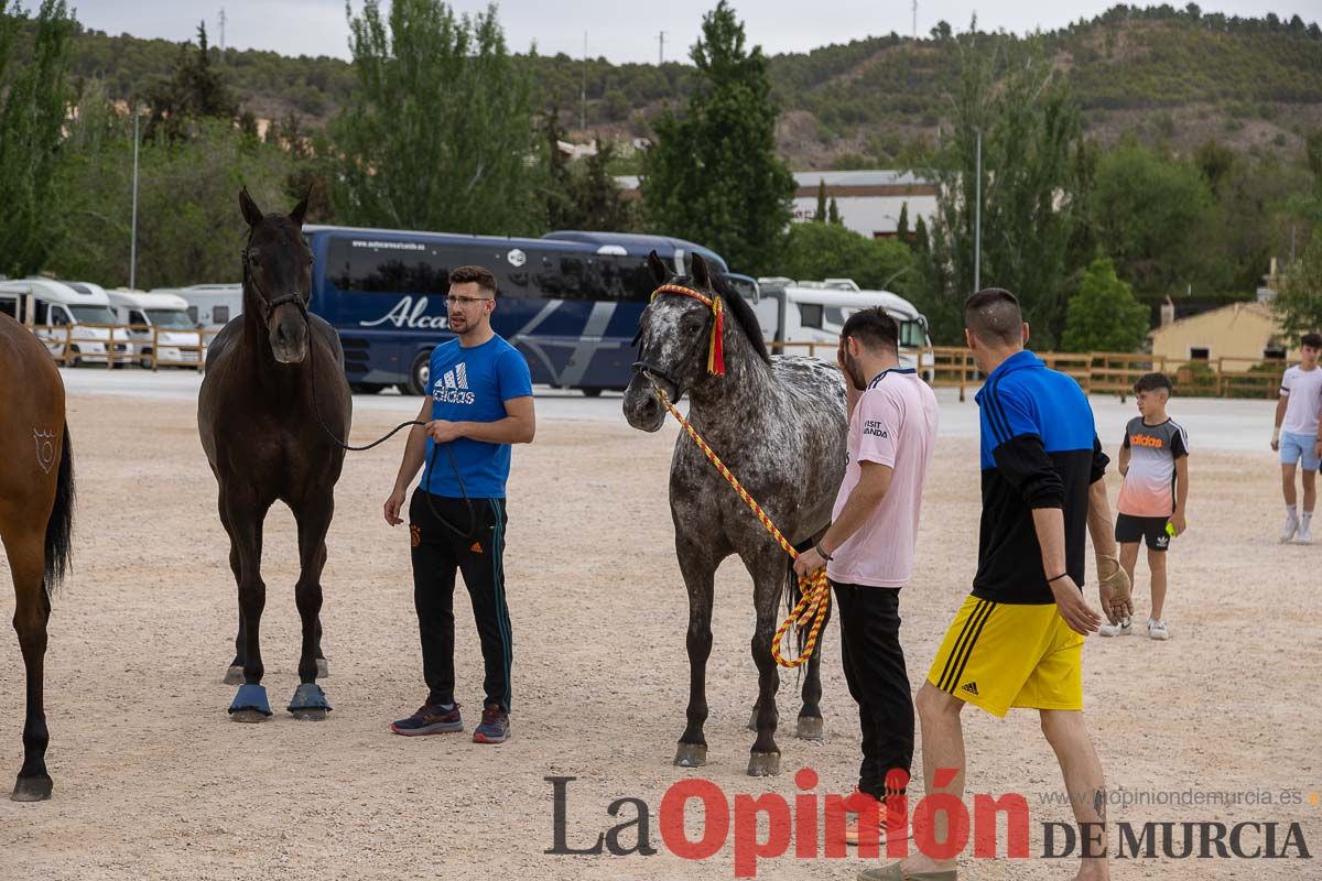 Control veterinario de los Caballos del Vino en Caravaca