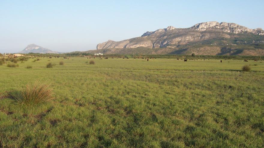 Un projecte impulsa la ramaderia per a millorar la biodiversitat de la marjal de Pego-Oliva