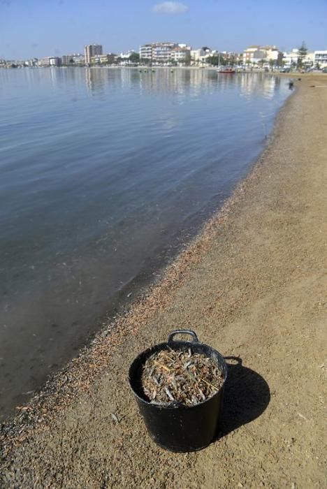 Mar Menor, una laguna sin vida