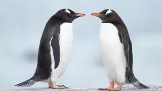 Cinco curiosidades que no conocías de los pingüinos