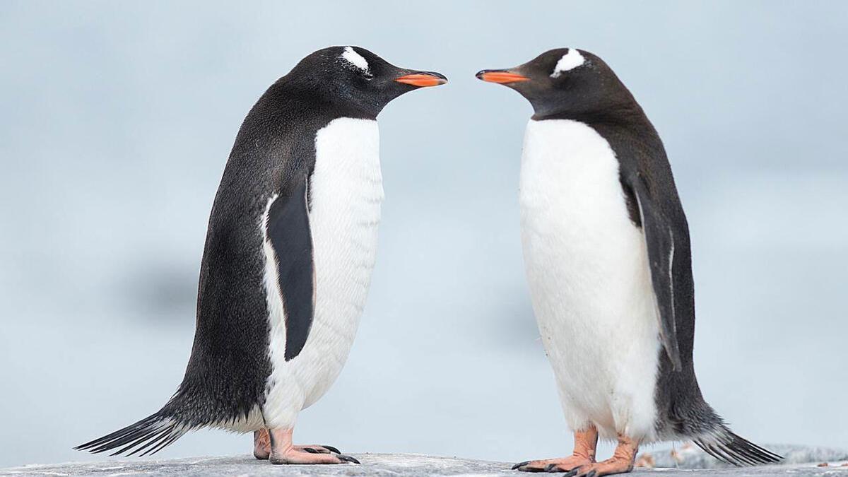 Cinco curiosidades que no conocías de los pingüinos