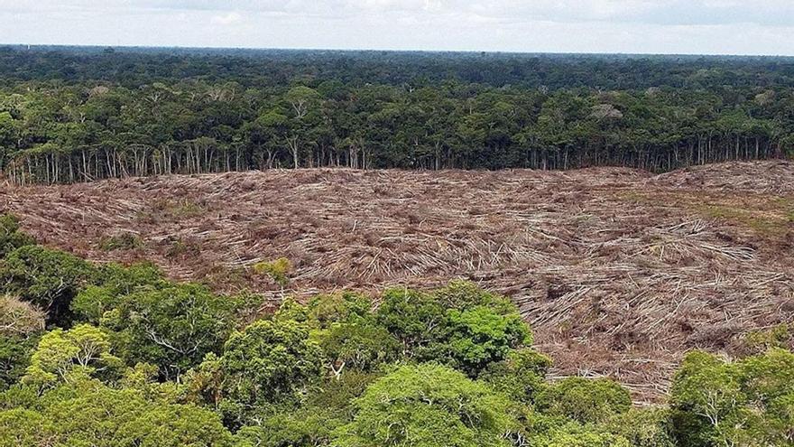 Proteger los árboles más grandes de la Amazonía, clave para alcanzar el cero neto de emisiones