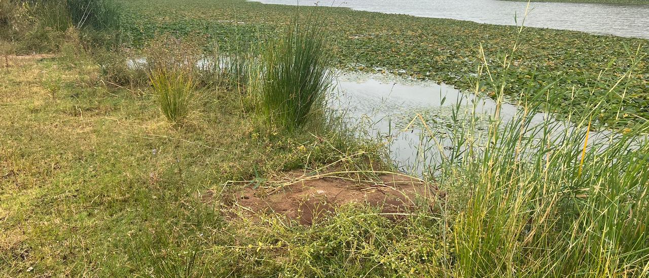 Uno de los puestos para los pescadores con poca agua y mucho nenúfar mexicano.