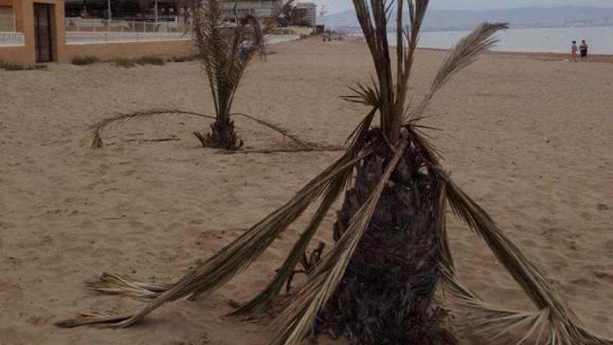 Elche retira las palmeras de las playas y estudia plantar otras especies