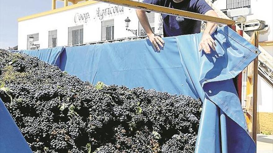 Asaja califica de «crítica» la situación del sector del vino tras la vendimia