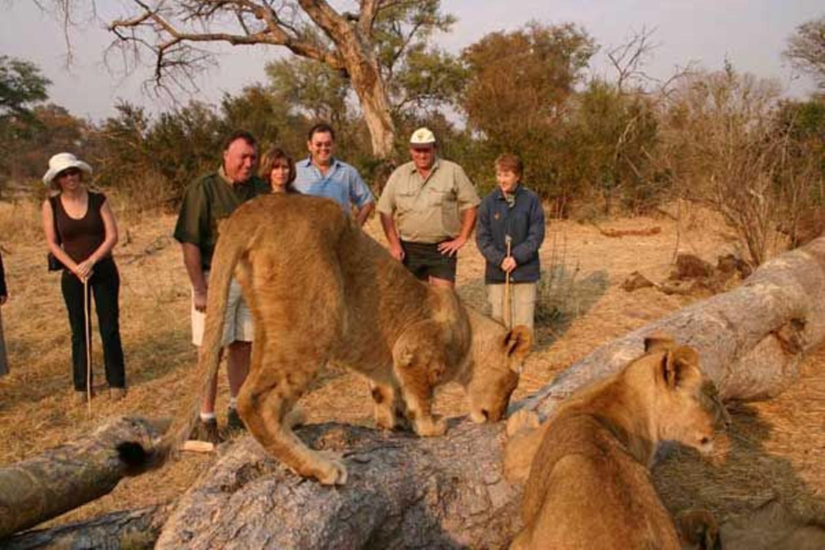 Paseo turístico entre leones.