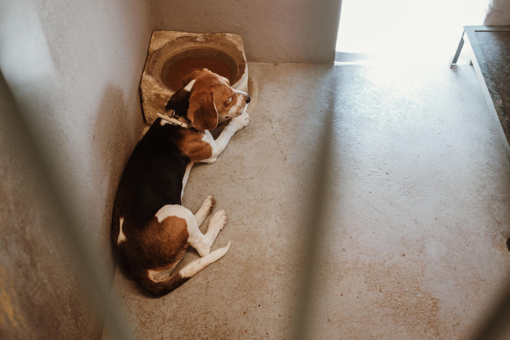 Abandono de perros y gatos en Mallorca: faltan voluntarios en Son Reus