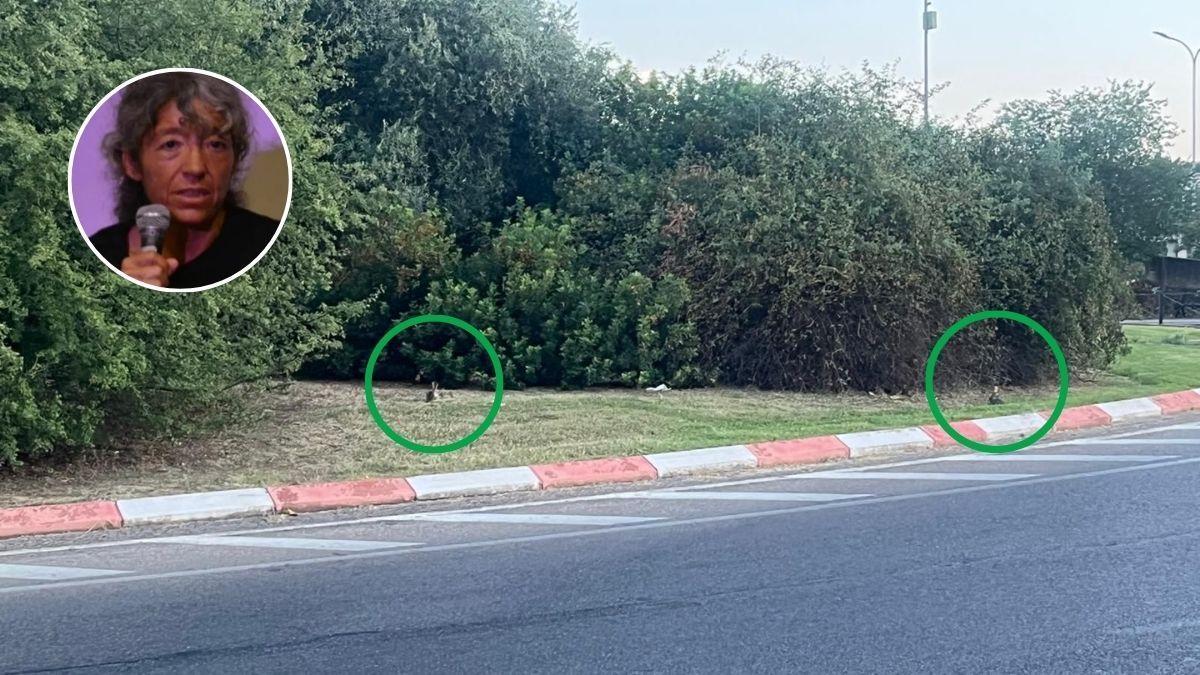 La rotonda de Pinilla, el paraíso de los conejos en Cáceres: "No tienen miedo y nada frena su reproducción"
