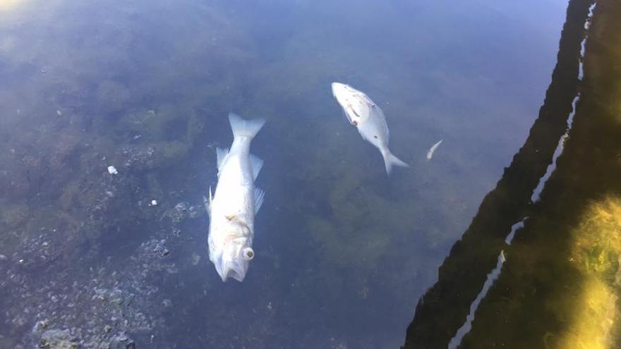 Investigan la aparición de peces muertos en la desembocadura del Río Seco