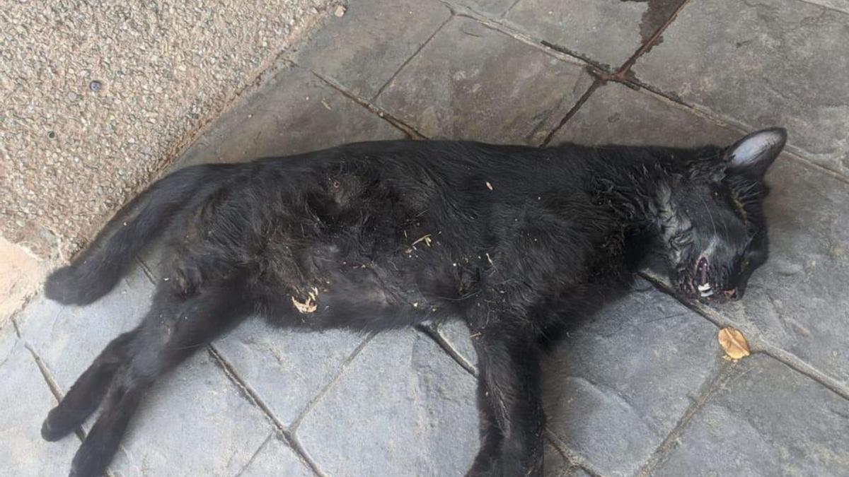 Un gato callejero muerto en Posadas.