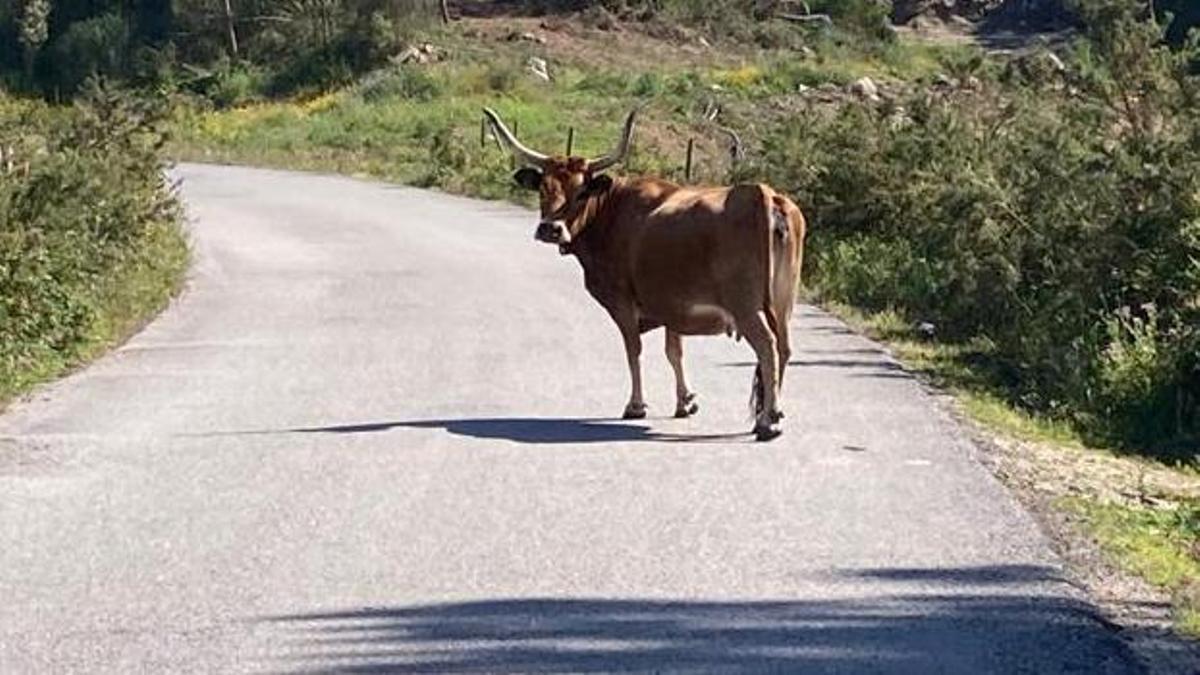 Imagen de archivo de una vaca cachena en una carretera gallega.
