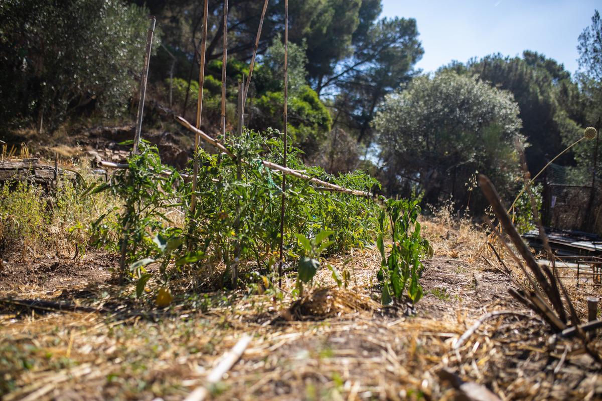 Aspecto del Hort d'en Tomàs a finales del mes de julio, en el distrito de Horta-Guinardó, en Barcelona.