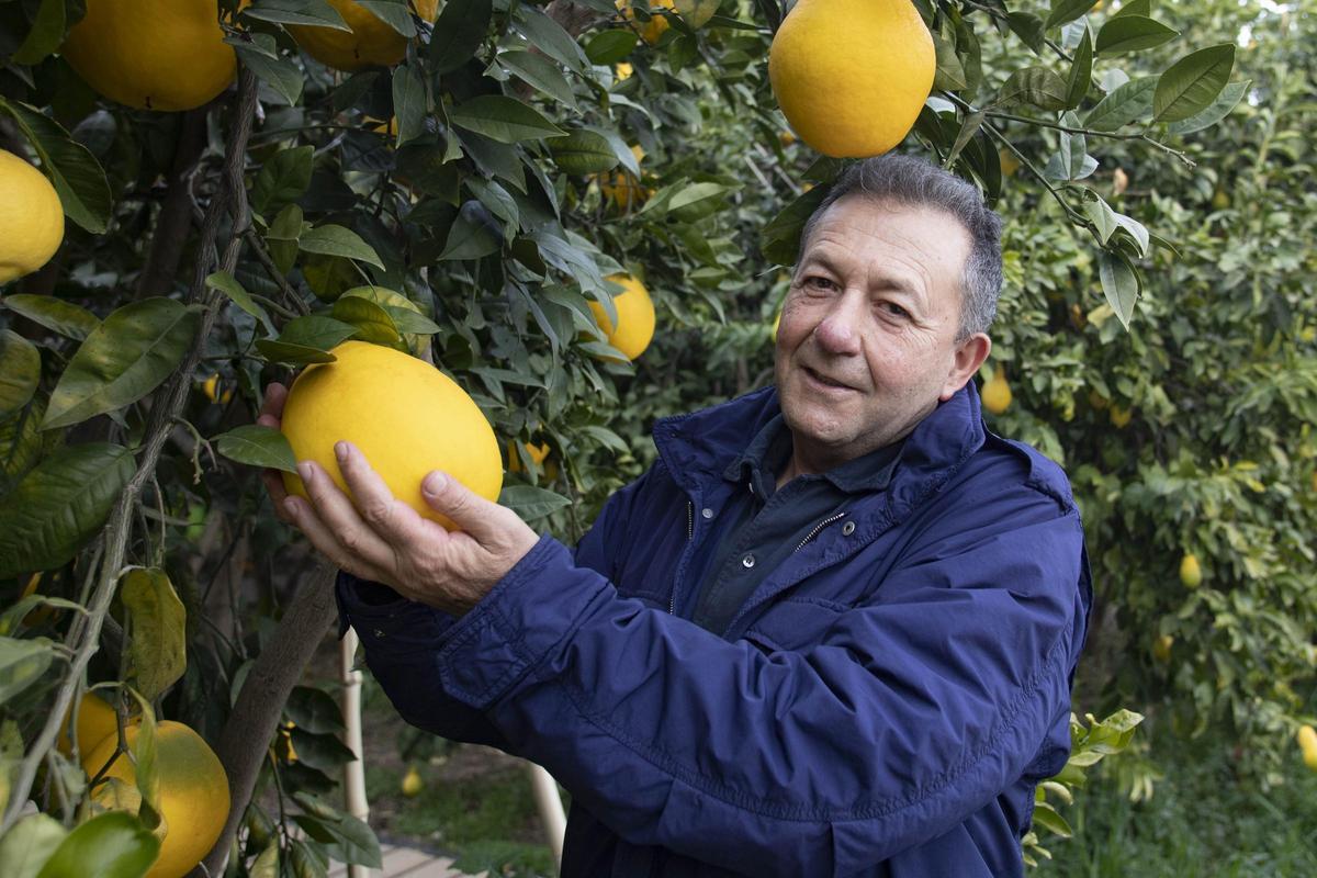 Vicent Todolí en su huerto de cítricos en Palmera.