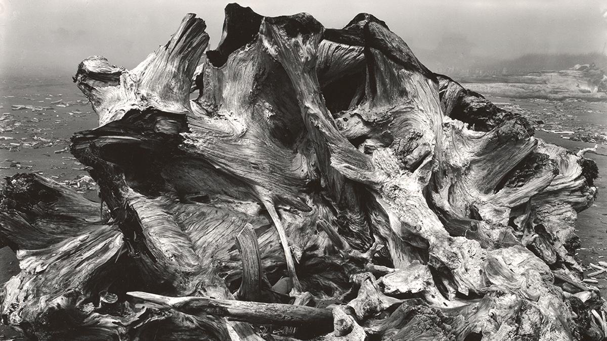 Edward Weston, arte y fotografía