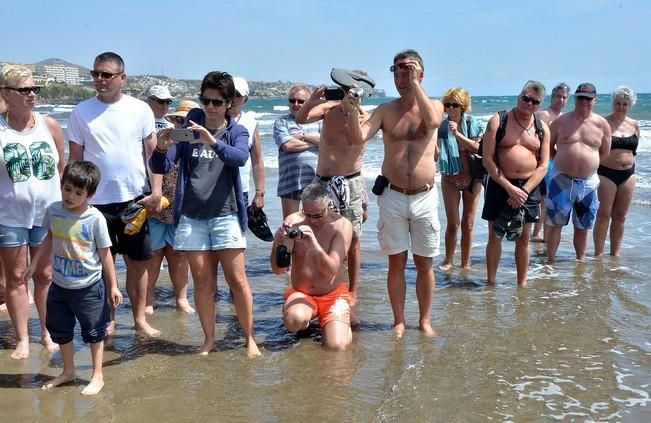 18/03/2016 PLAYA DEL INGLES, SAN BARTOLOME DE TIRAJANA. Suelta de tortugas bobas en Playa del Ingles. Foto: SANTI BLANCO