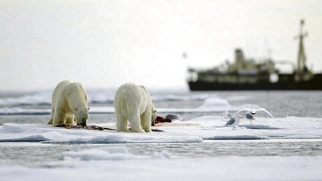 Ossos polars i un barco en la ruta de l’Àrtic.  | SHUTTERSTOCK