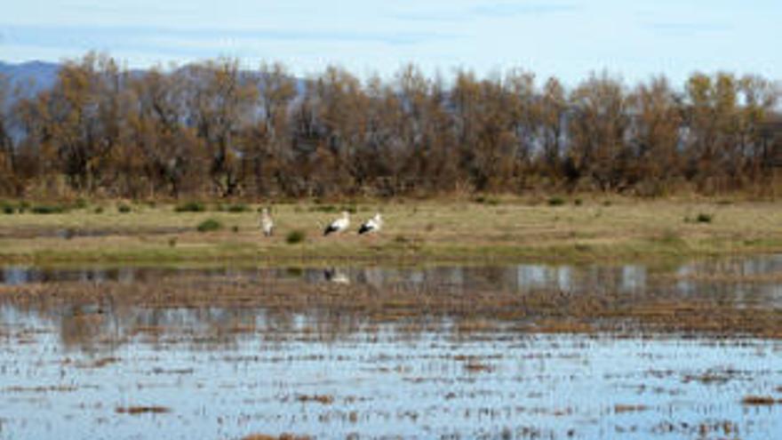 Preservar els «ronyons de la terra»