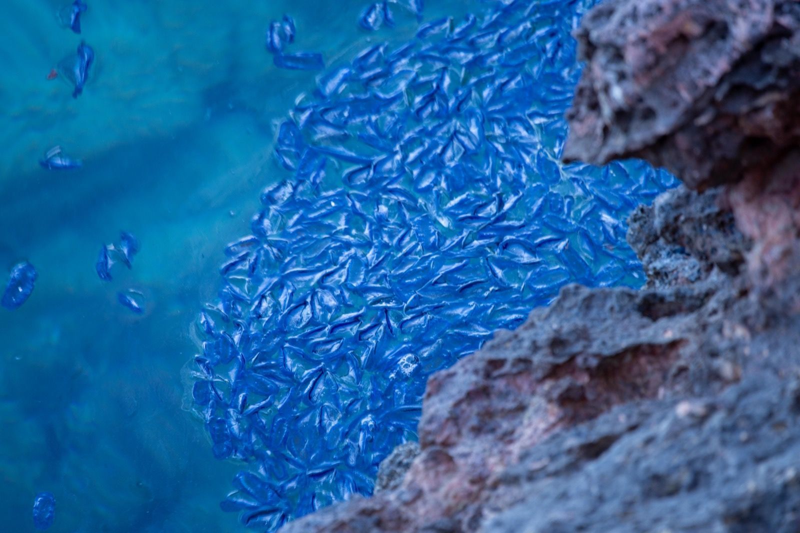 Aparecen cientos de miles de medusas en una playa de Ibiza