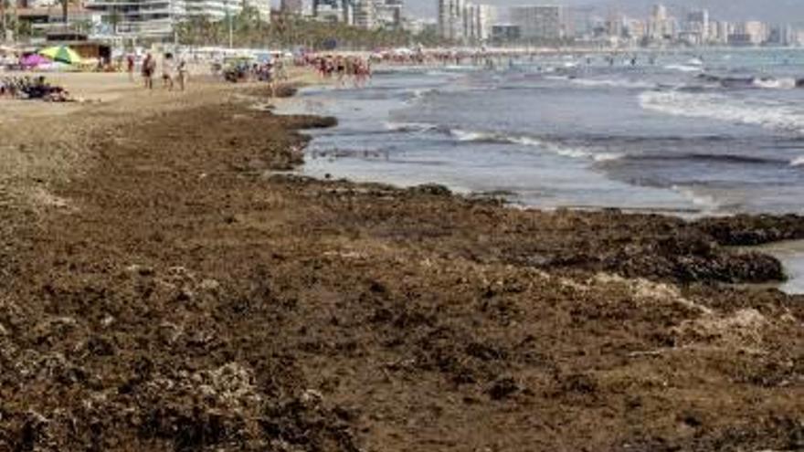 Dos imágenes tomadas ayer en la zona más meridional de la playa de San Juan, junto al Cabo de las Huertas, que sigue llena de algas.