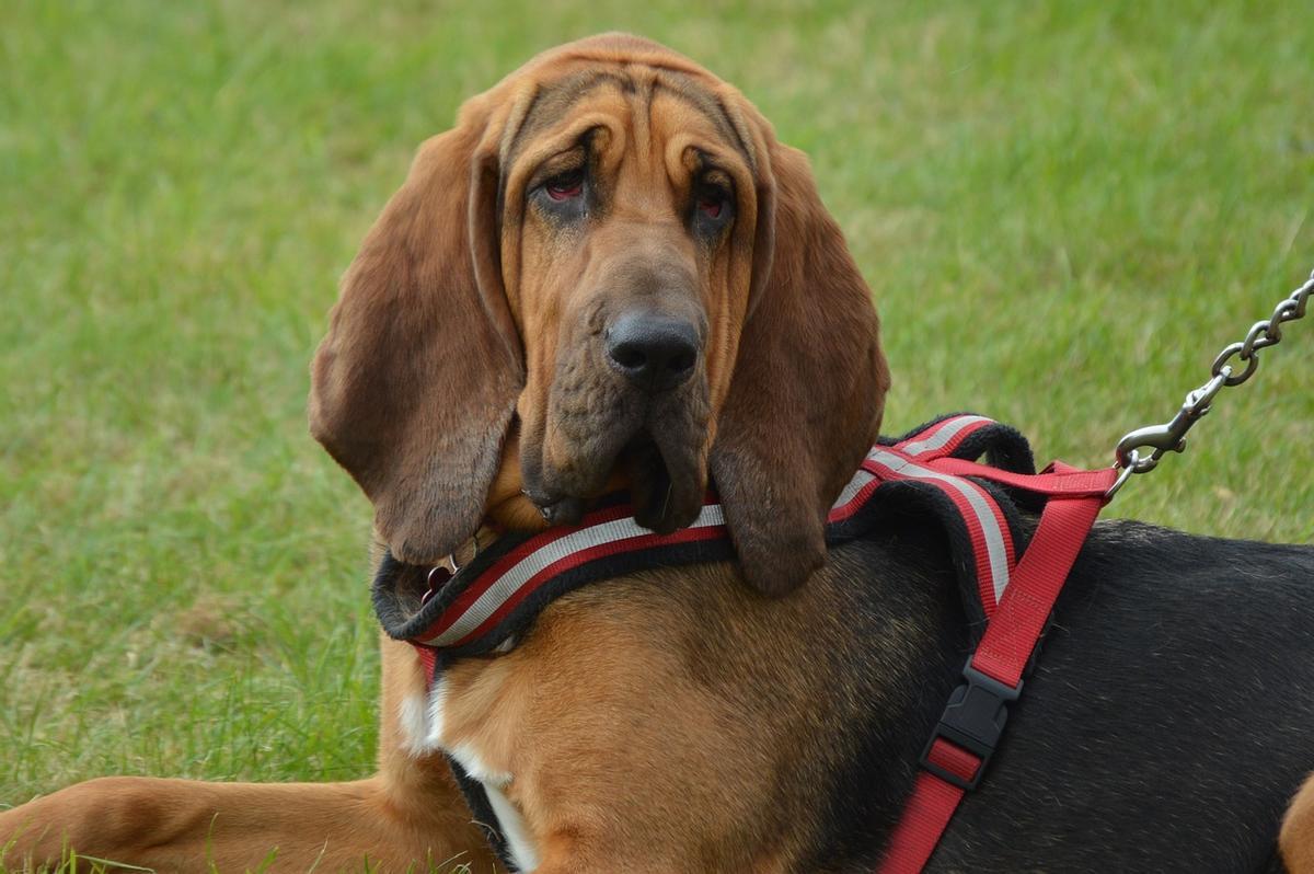Bloodhound.