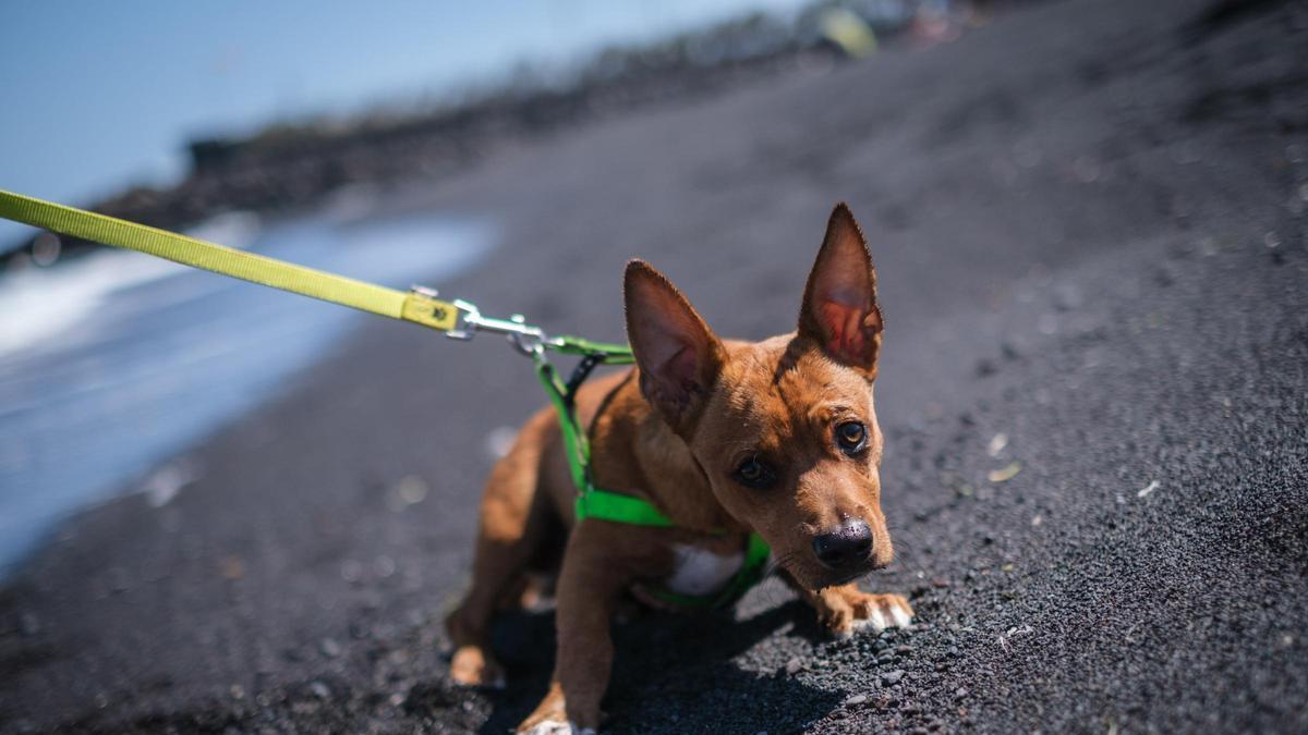 Playas para perros en Tenerife