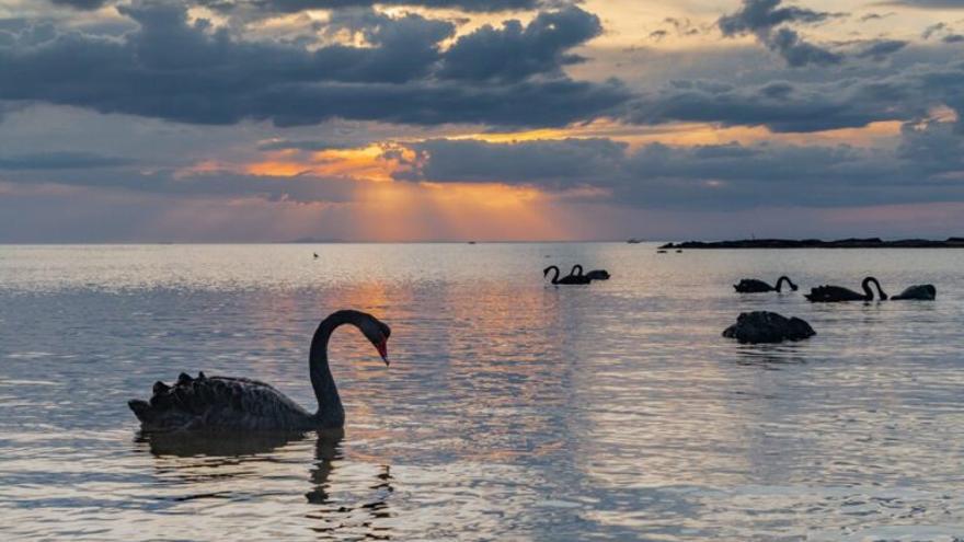 Descubren la forma de anticiparse a los eventos impredecibles o &quot;cisne negro&quot;